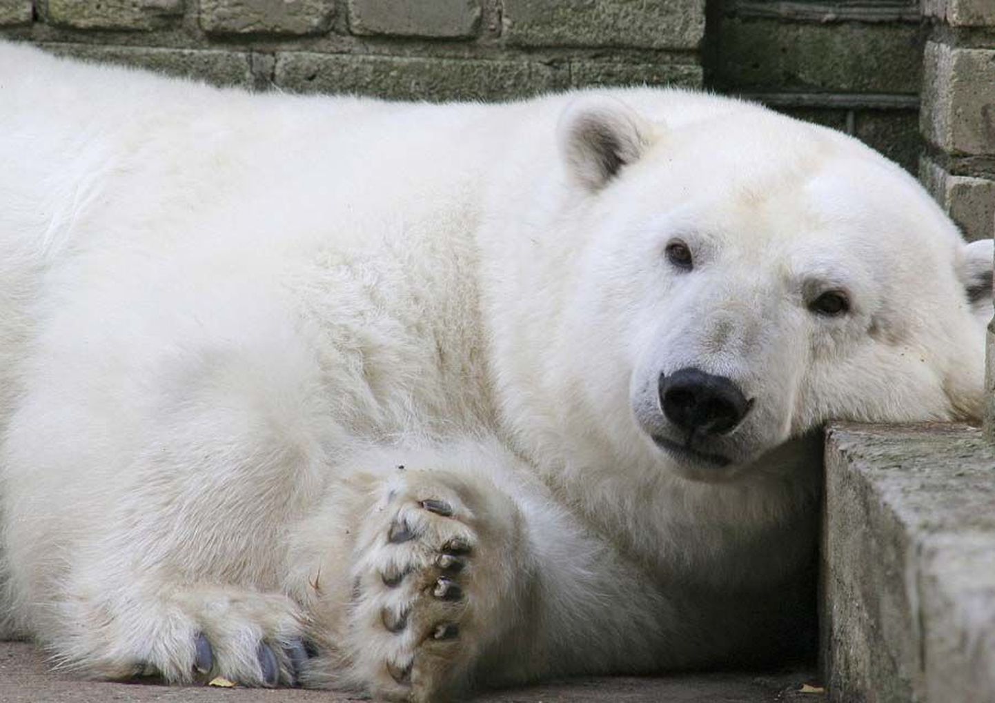 Ehkki praegune ilm on jääkarule üsna meeltmööda, muutuvad nende elutingimused loomaaias polaariumi valmides märksa kodusemateks.