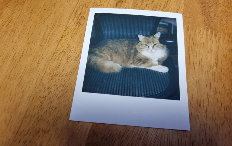 Polaroidiga tehtud esimene kassipilt: retrotoonides ja ainult ühes eksemplaris.