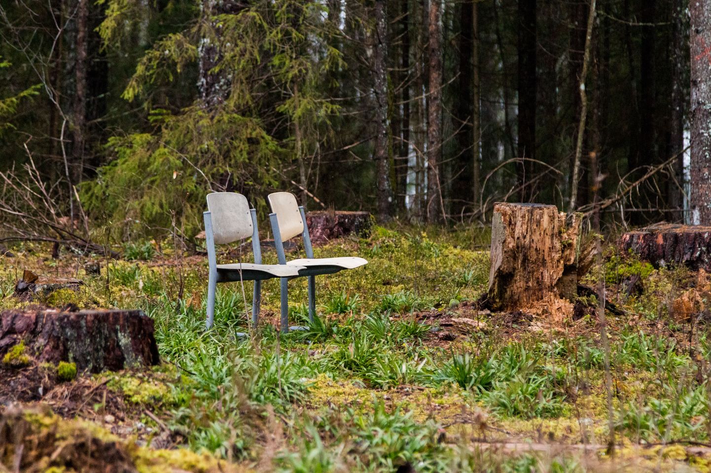 Kaks tooli metsas.