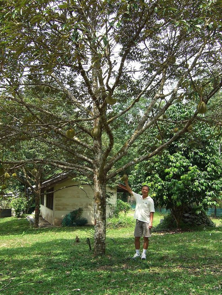 Viljadega durianipuu