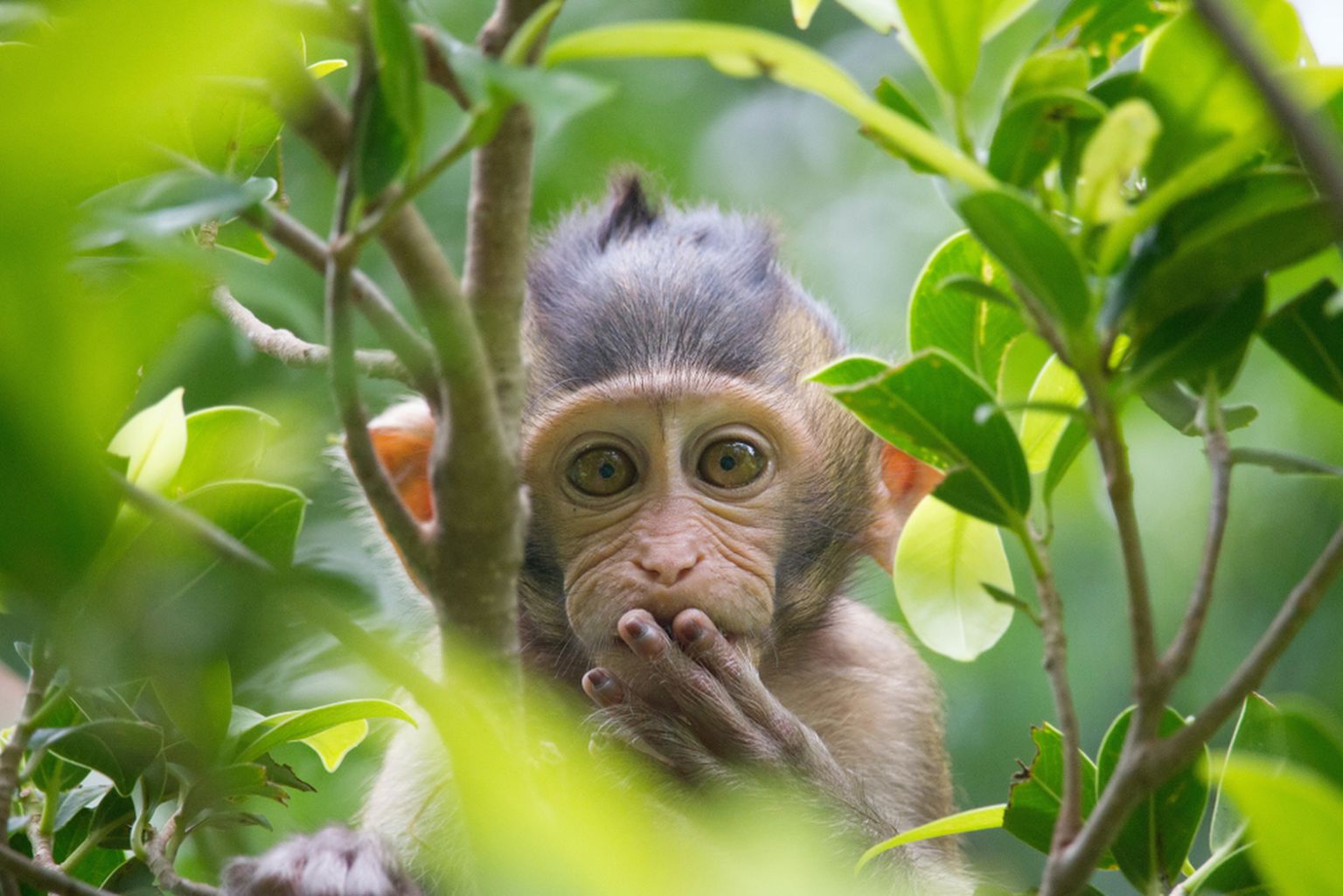 Avapildil olev ahv ei ole tätoveerimises käeharjutaja