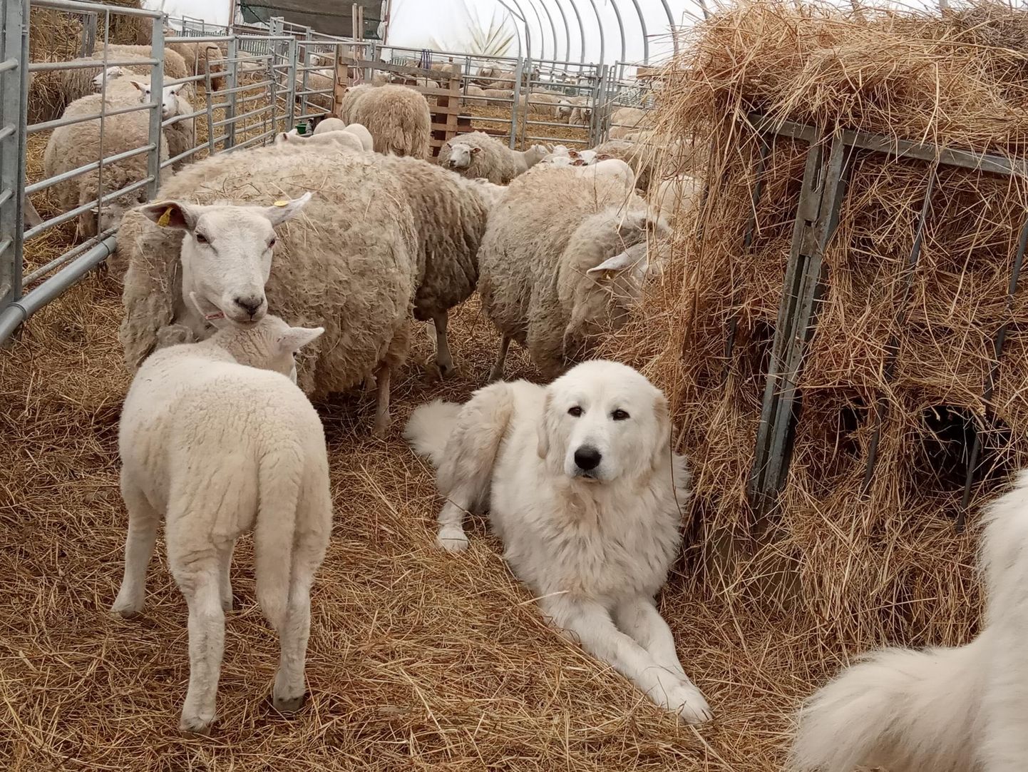 Kümmekond aastat tagasi tekkinud lambapidamise vaimustus on taandumas ja lammaste arv tasapisi langeb.