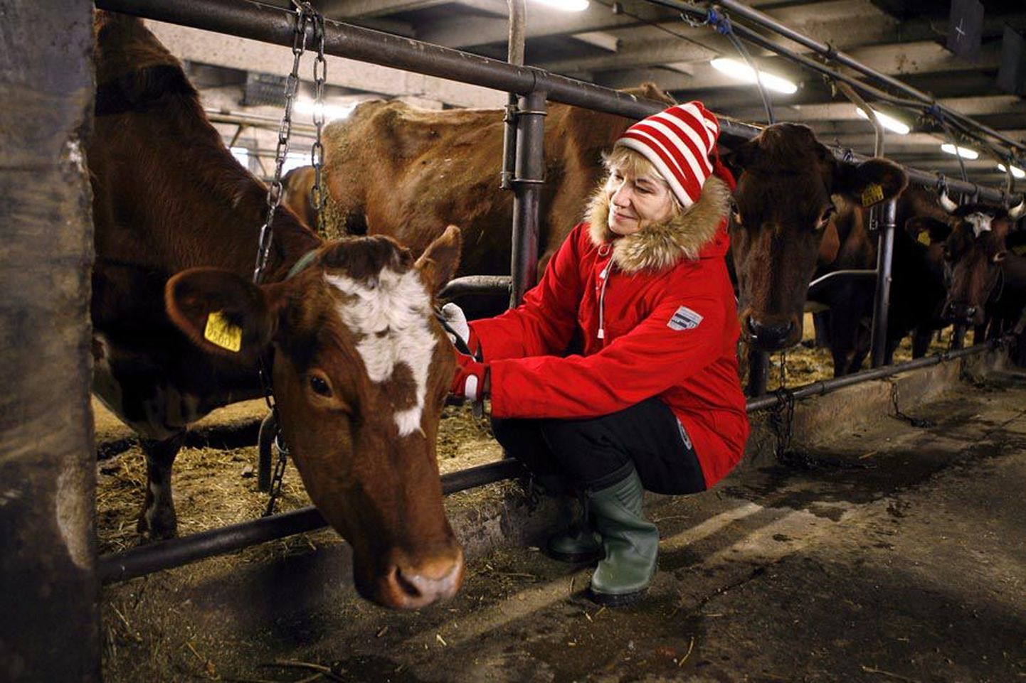 Priidu talus on lüpsil veidi alla saja lehma. Perenaine Marika Sootla loodab, et piima hinna langusest hoolimata jääb talu elama.
