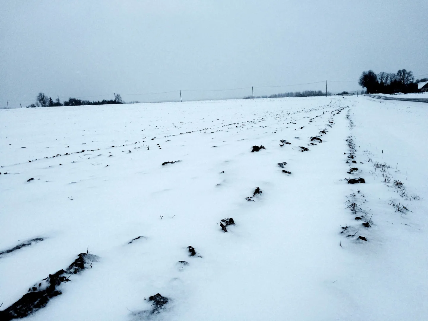 Tartu-Kääriku raja suurim peavalu on suured küntud põllud, kus künnivaalud lume alt ka praegu välja piiluvad.