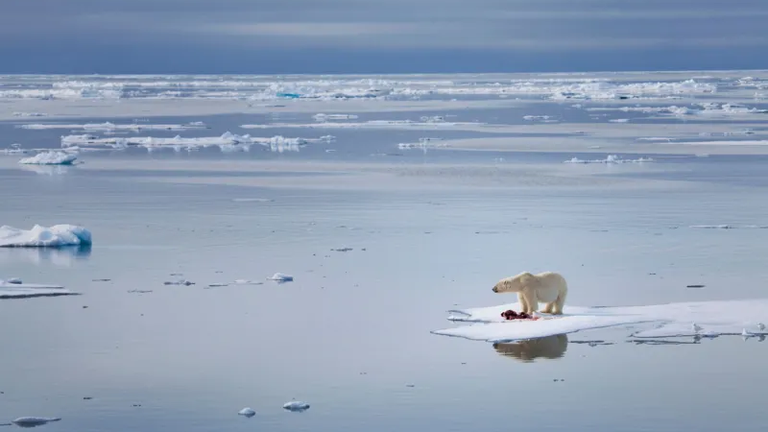 Чем меньше в Арктике ледников, тем больше растет там конкуренция за потенциальные ресурсы