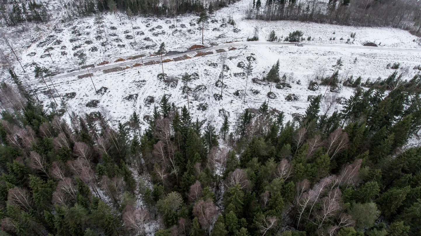 Raplamaa. 11.01.2018
Märg mets. Droon. Aerofoto.
FOTO:SANDER ILVEST/EESTI MEEDIA