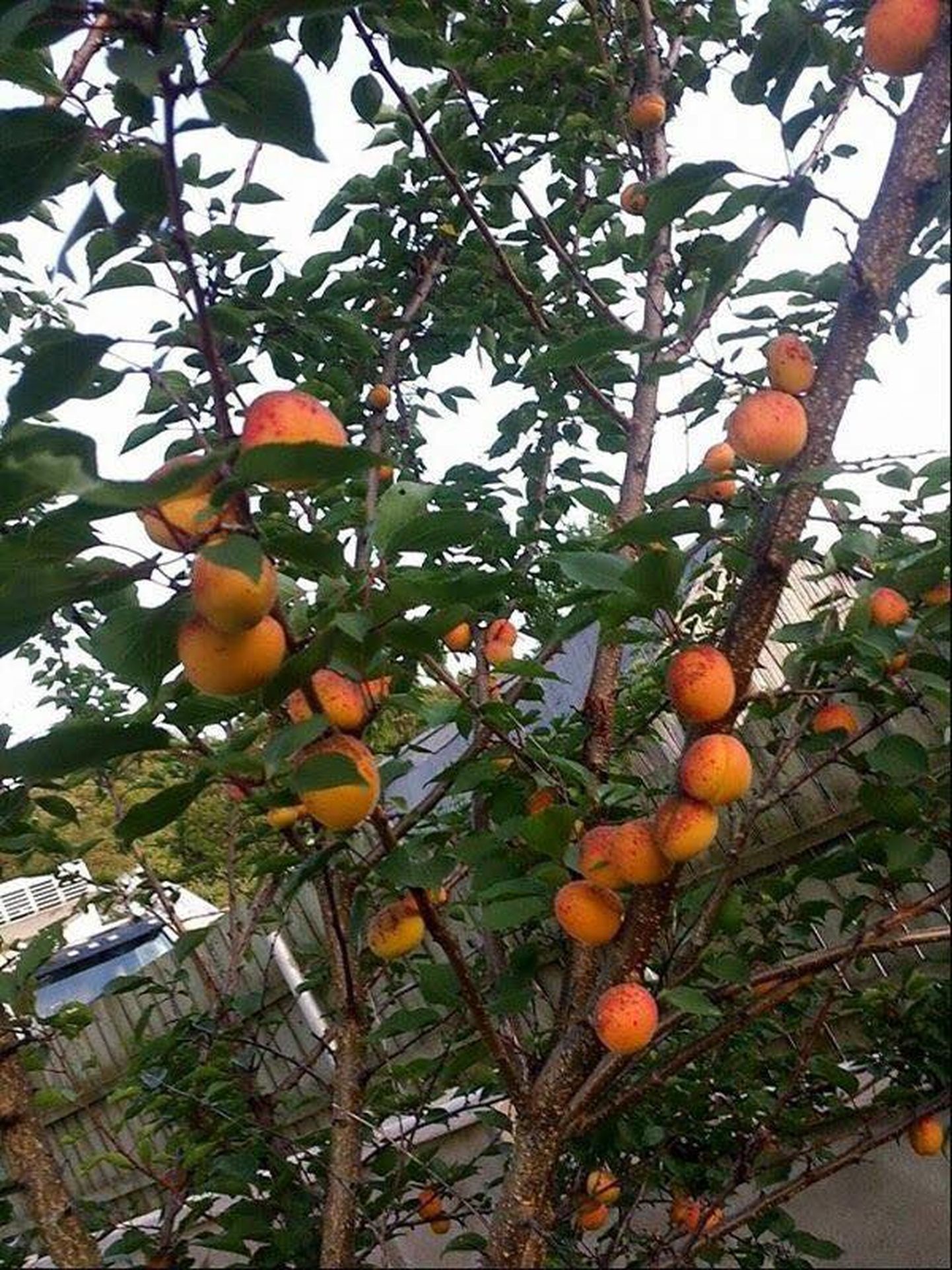 Rakvere koduaia aprikoosid.