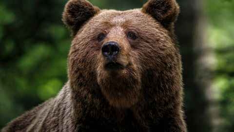 VIDEO ⟩ Marjuline sattus metsas ootamatult karupere otsa: «Tuli mulle natuke maad järgi. See oli hirmutav»