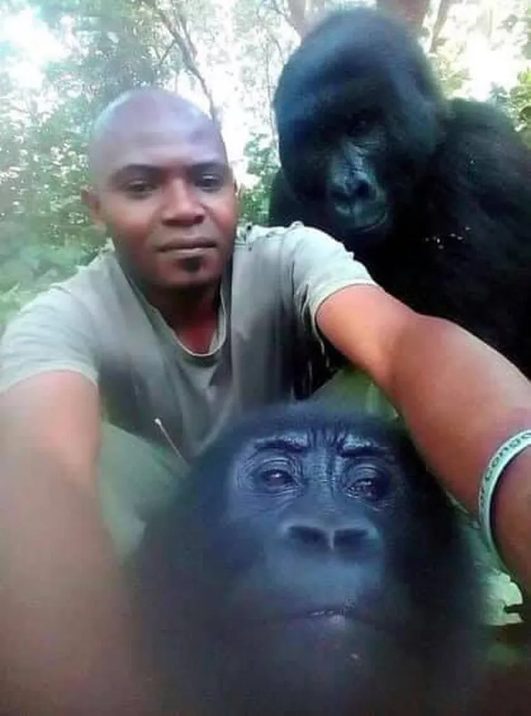 Kongo Demokraatliku Vabariigi Virunga rahvuspargi töötaja koos mägigorilladega