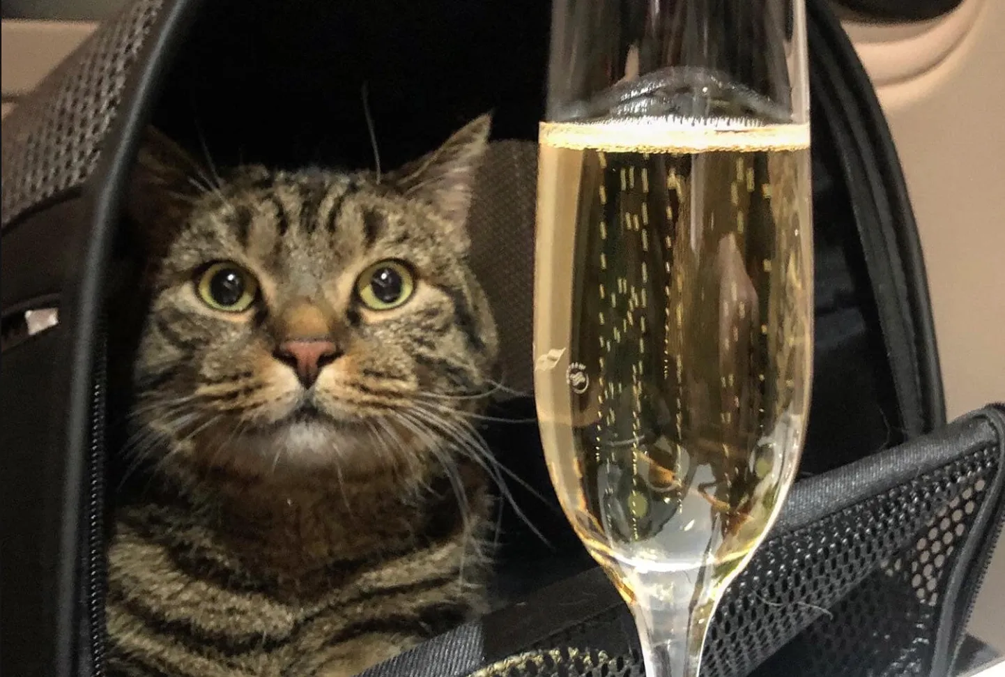 Кот Виктор