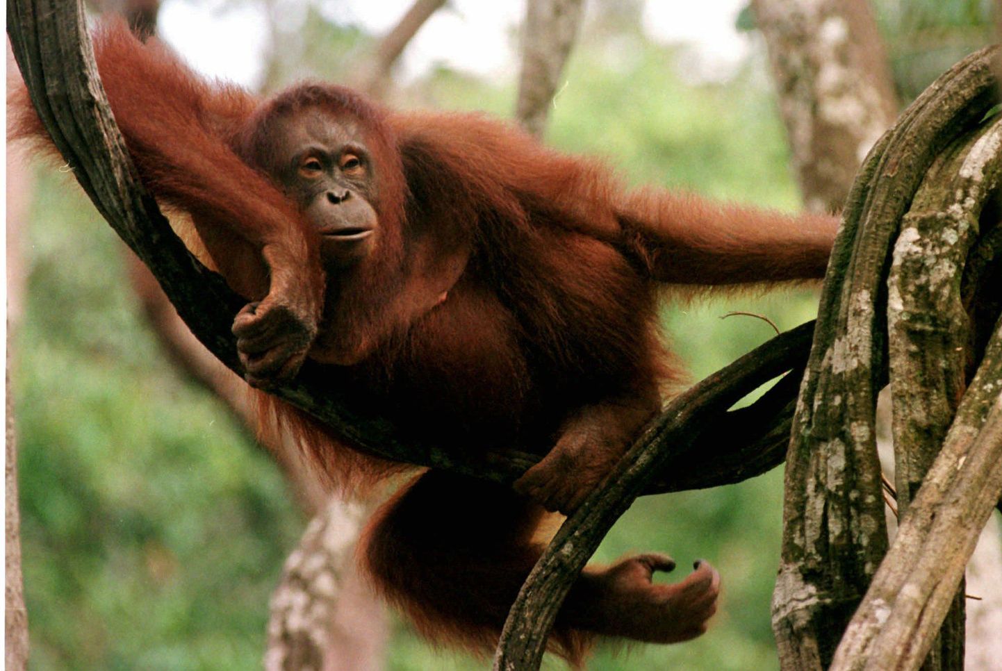 Orangutan. Fotol olev loom pole juhtumiga seotud