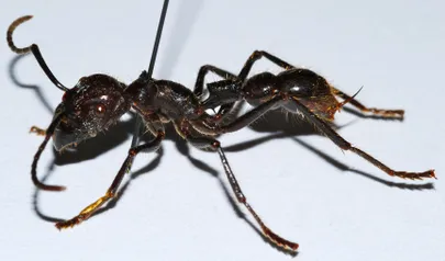 Paraponera clavata Foto:
