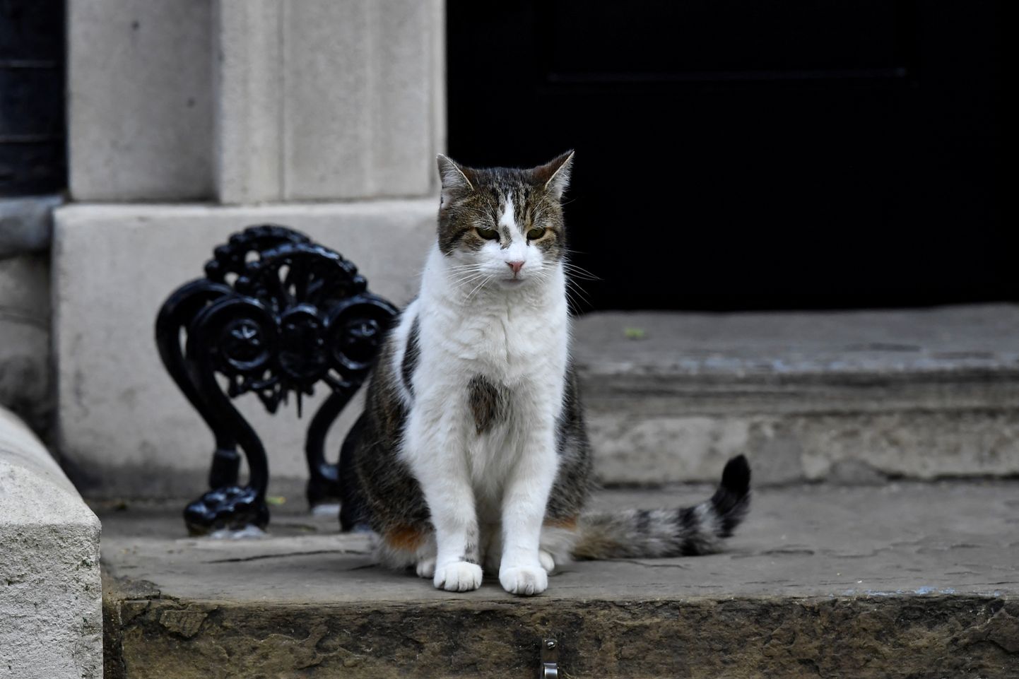 Suurbritannia peaministri residentsi ametlik hiirepüüdja kass Larry.