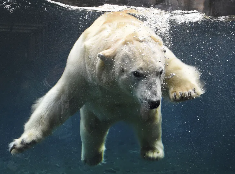 Holger Hollemann/AP/Scanpix