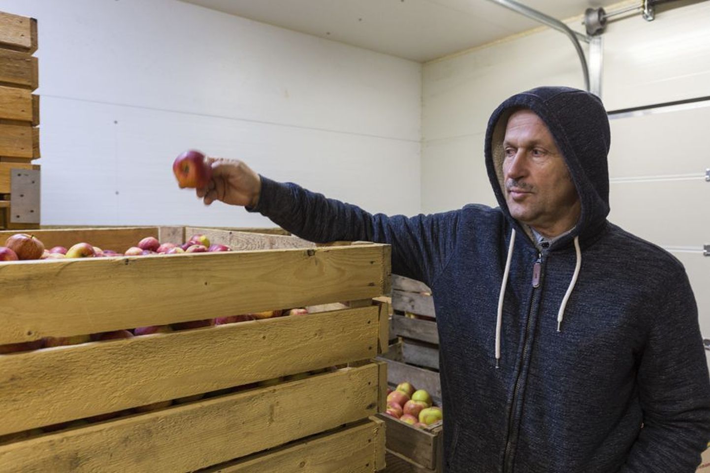 Müügiks õunu, pirne ja ploome kasvatav Andres Mets ei tea kedagi, kes teaks kedagi, kes ekspordiks Eestist puuvilju Venemaale.