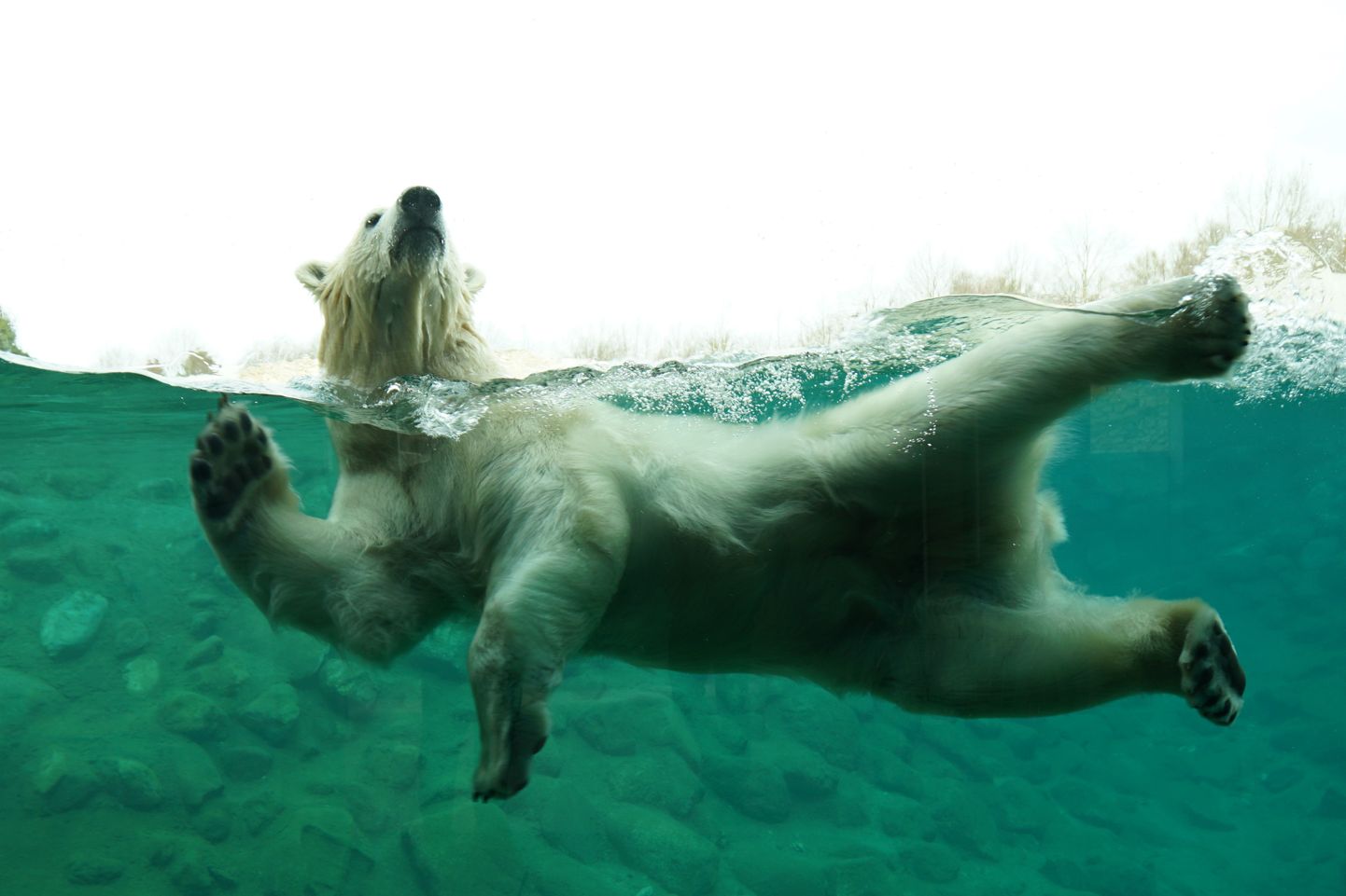Белый медведь Арон плавает в своем бассейне