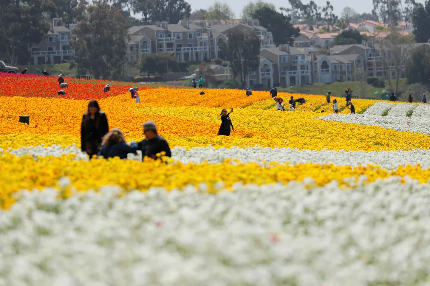 Цветочные поля Калифорнии