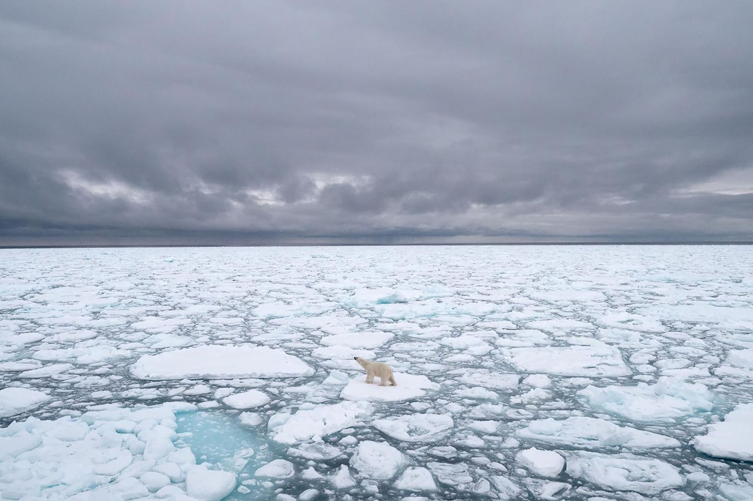 Arktika uus reaalsus on juba praegu toonud sealsetesse ökosüsteemidesse nn uue normaalsuse ning kui seatud kliimaeesmärke ei saavutata, võib põhjapoolus juba mõne aastakümne pärast jäävaba olla. 