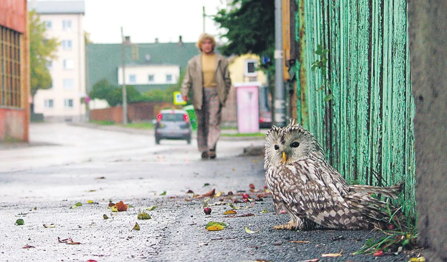 Artikli foto