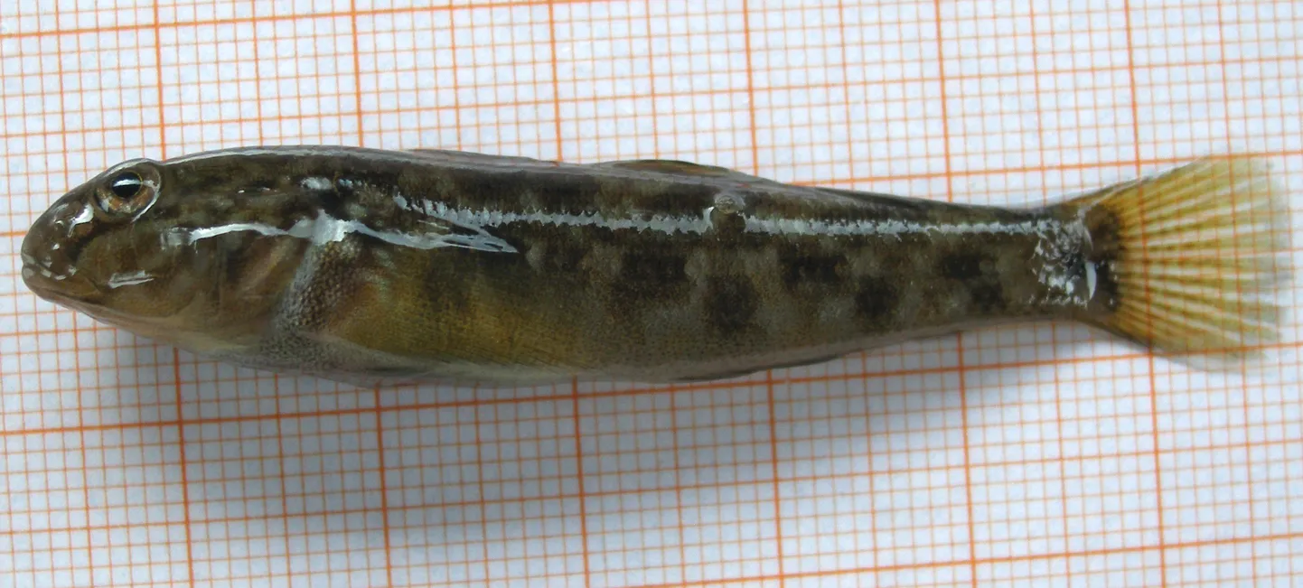 Ümarmudil
