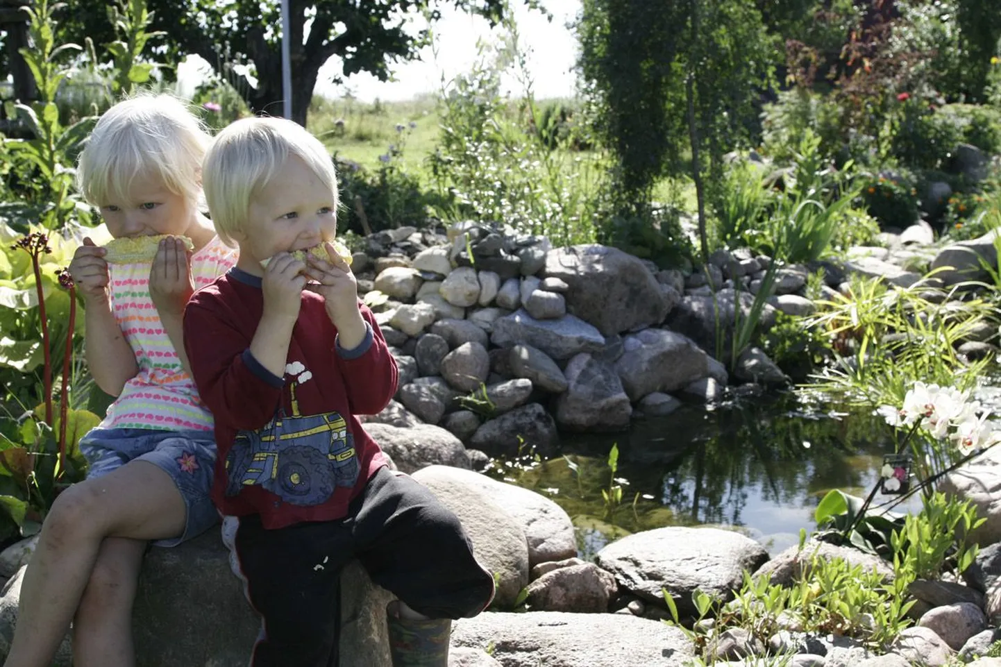 Pildil maiustavad pere pesamunad Birko-Maari (5) ja Peeter (3) omas aias kasvanud maisiga.