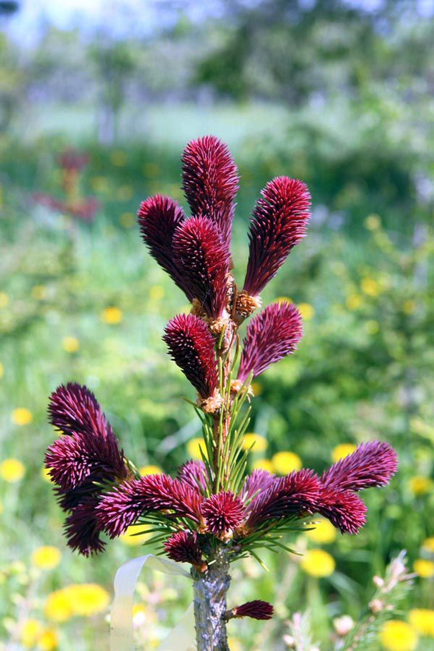 Picea abies «Rydal» on oma tipphetkedel maikuus pilkupüüdvate punaste võrsetega.