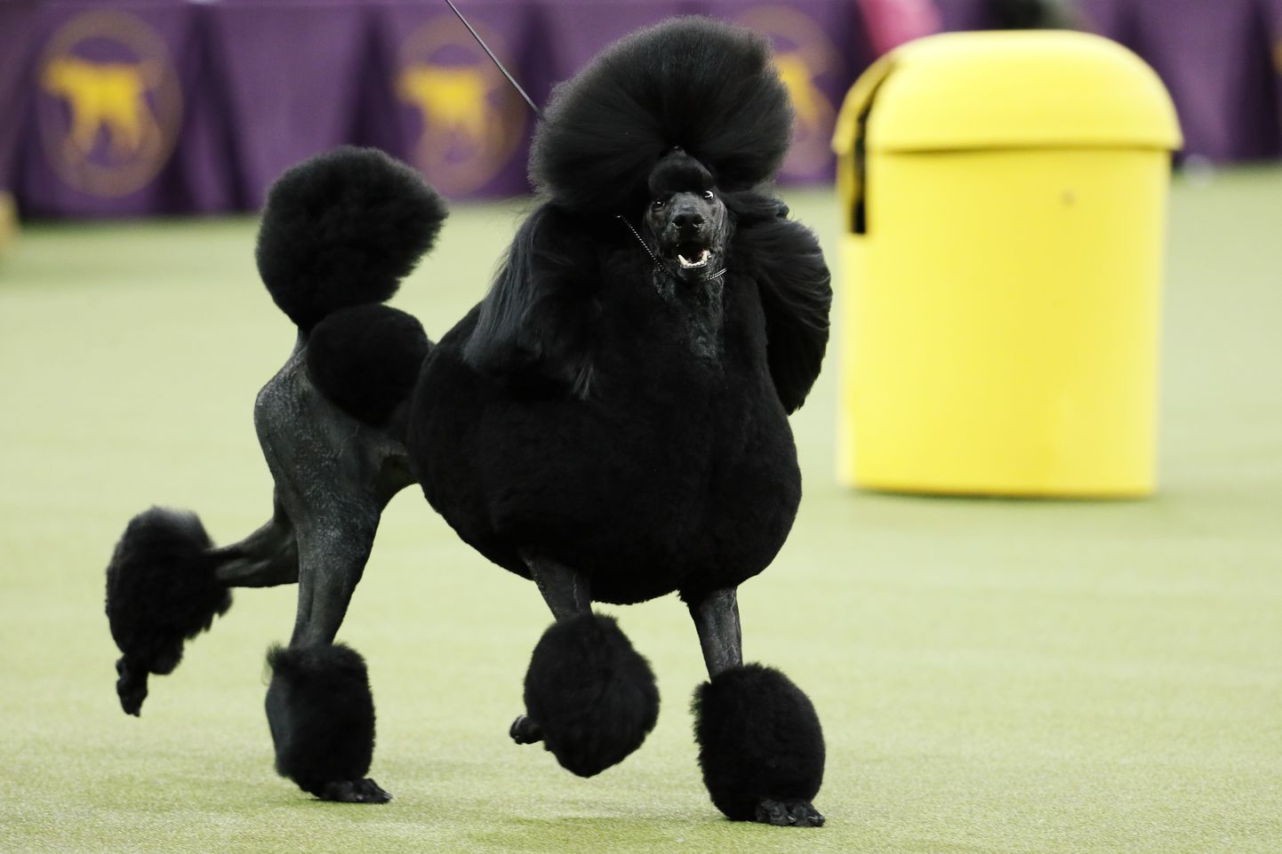 Westminsteri kennelklubi koertenäituse võitjaks kuulutati puudel Siba.