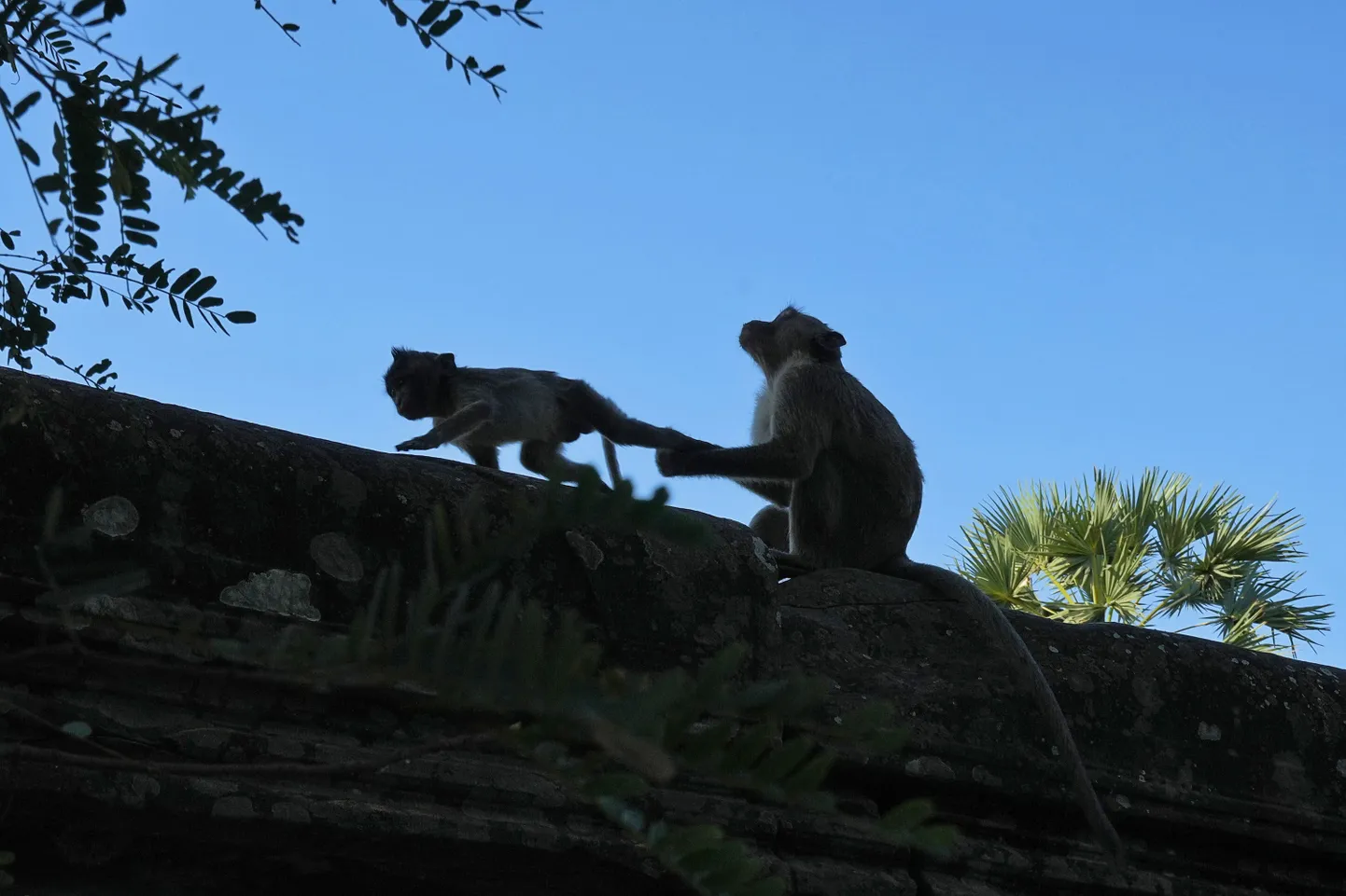 Ahvid Angkor Wati templikompleksi lähistel.