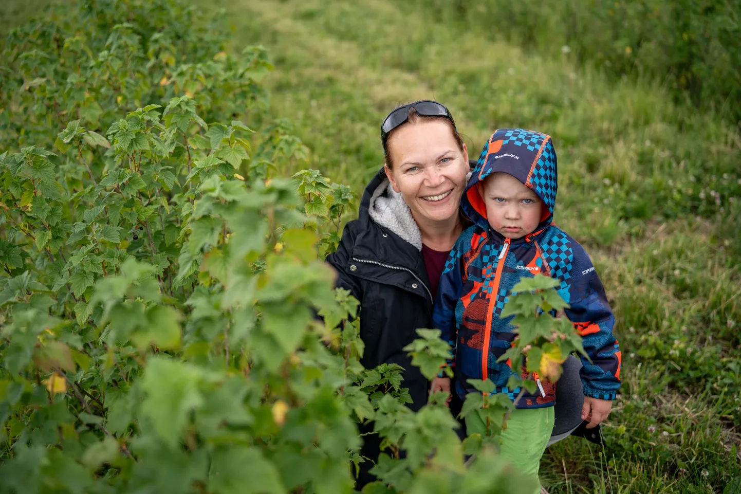 Metsavere külas Jussi talu sõstraistanduses otsib kolmeaastane Cerman ema Jenny Kulbokiga marja, mida suhu pista.