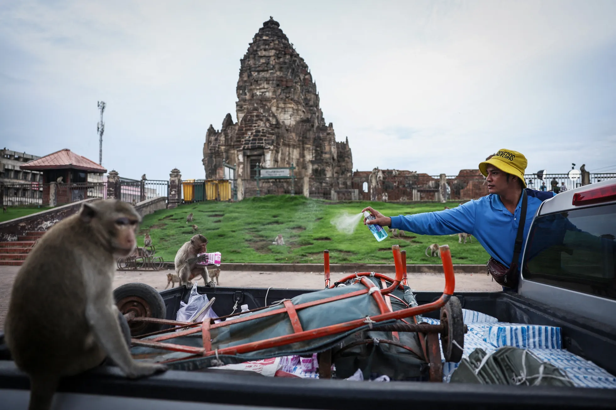 Mees pritsib alkoholi pikksabaliste makaakide suunas, et takistada neid kaupu varastamast Phra Prang Sam Yot templi lähedal, mis on tuntud kui ahvide kogunemispaik. Aasia ja Okeaania, fotolood.
