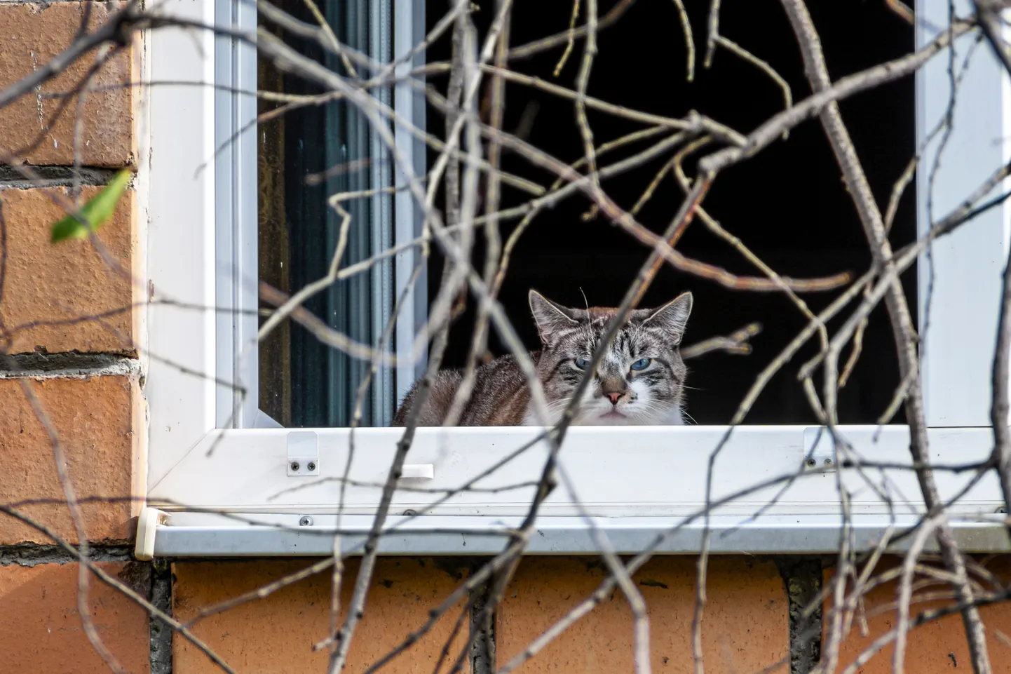 Raksta foto
