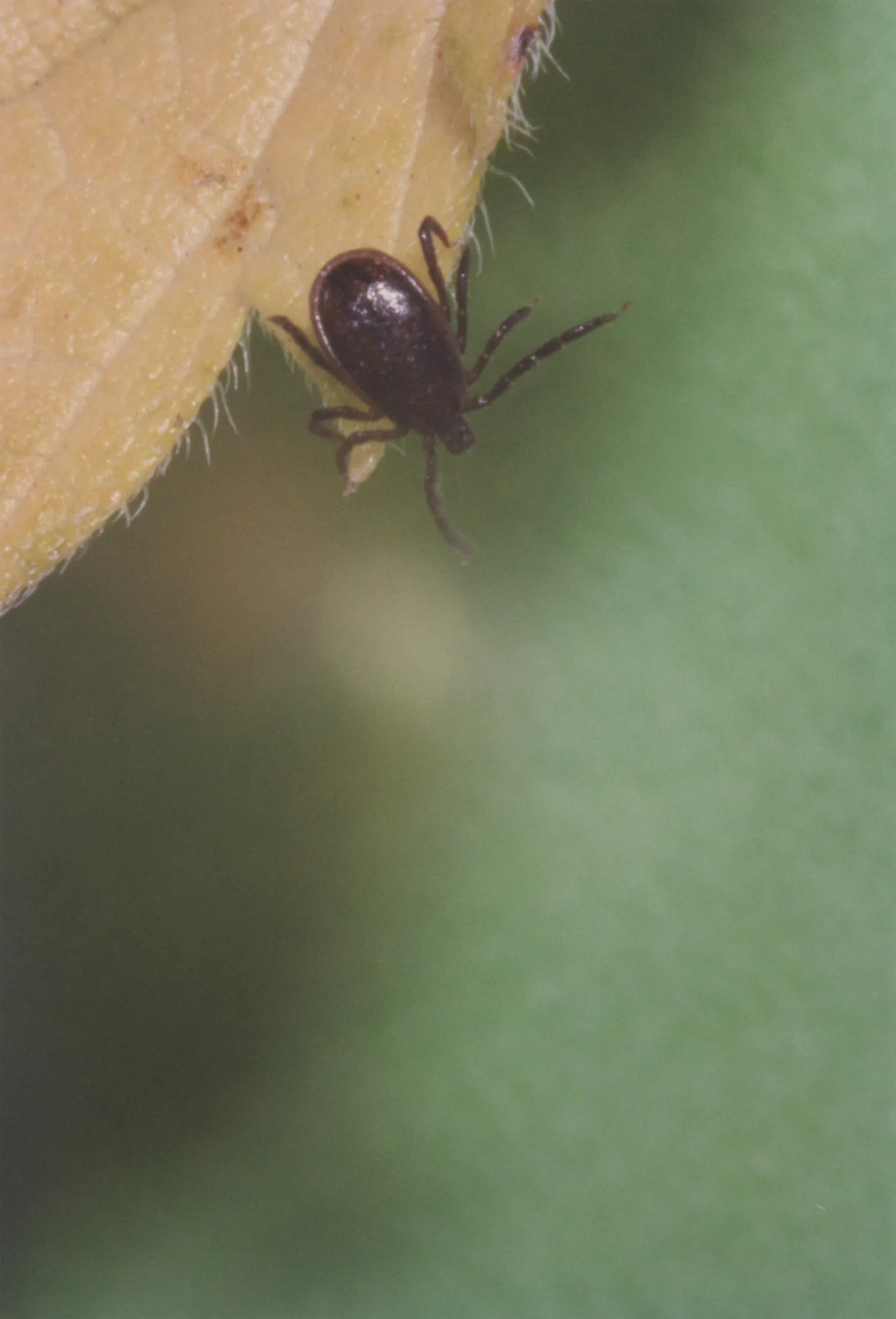 Puuk on ohtlik.