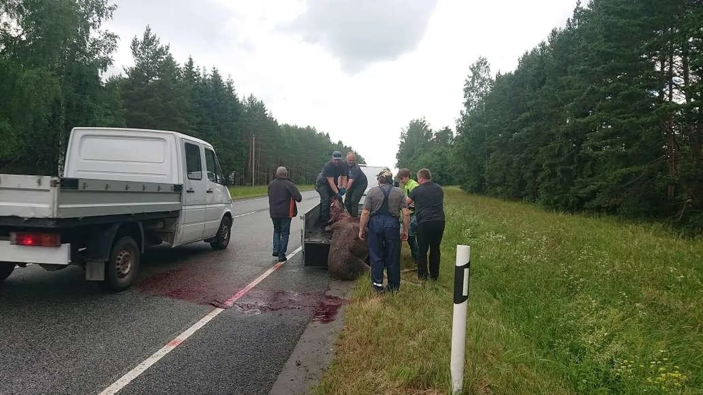 Попавшего в ДТП лося пришлось умертвить.