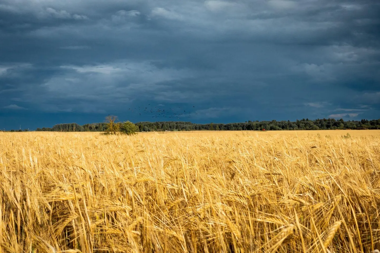 Ukraina lipu värvides viljapõld.