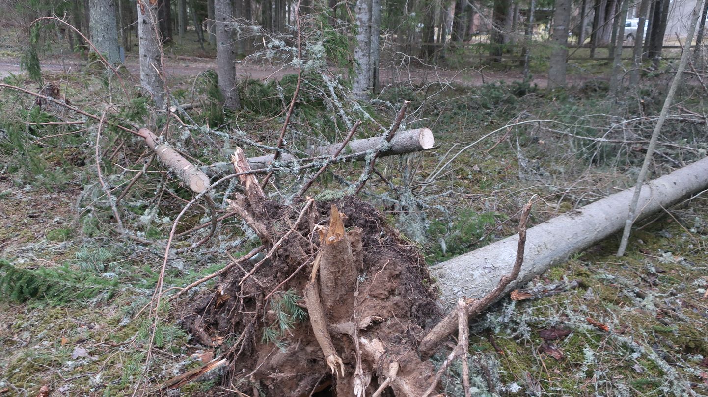 Äike põhjustas hulgaliselt elektrikatkestusi, tormi-iilid aga murdsid puid. Foto on illustratiivne.