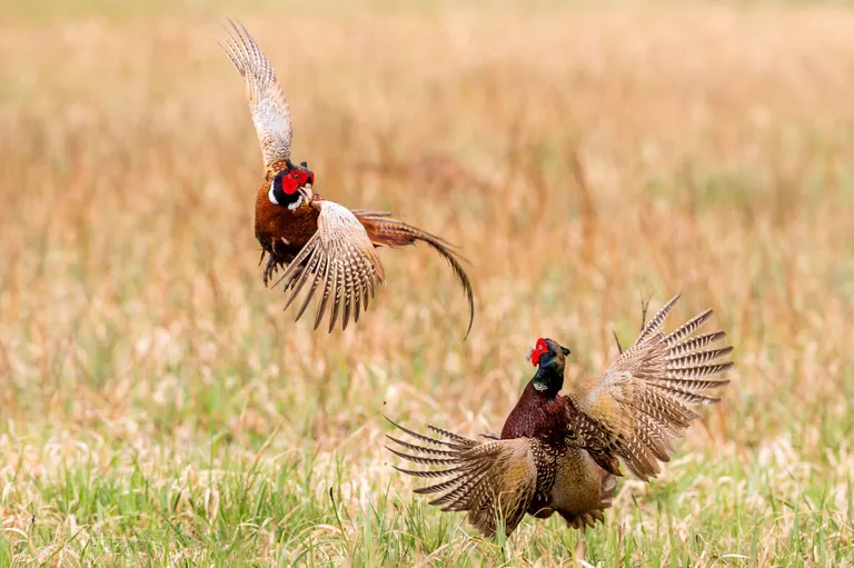 Foto: Caters News Agency/Scanpix