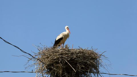 Kāpēc stārķu ligzdā Tukumā notiek stārķēnu skaita 