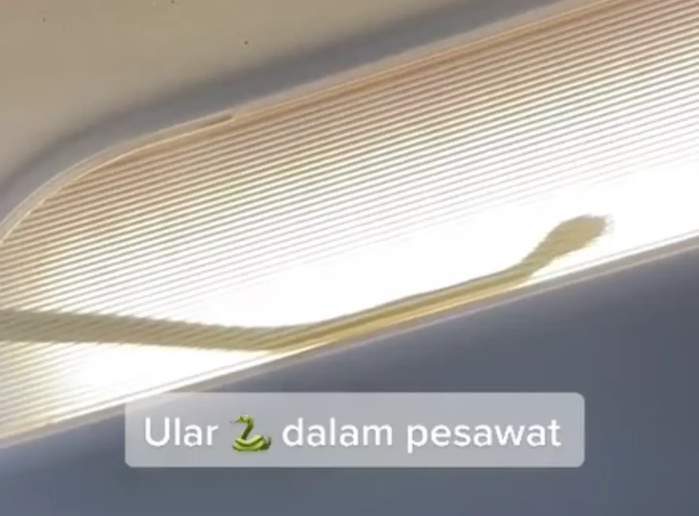 Artikli foto