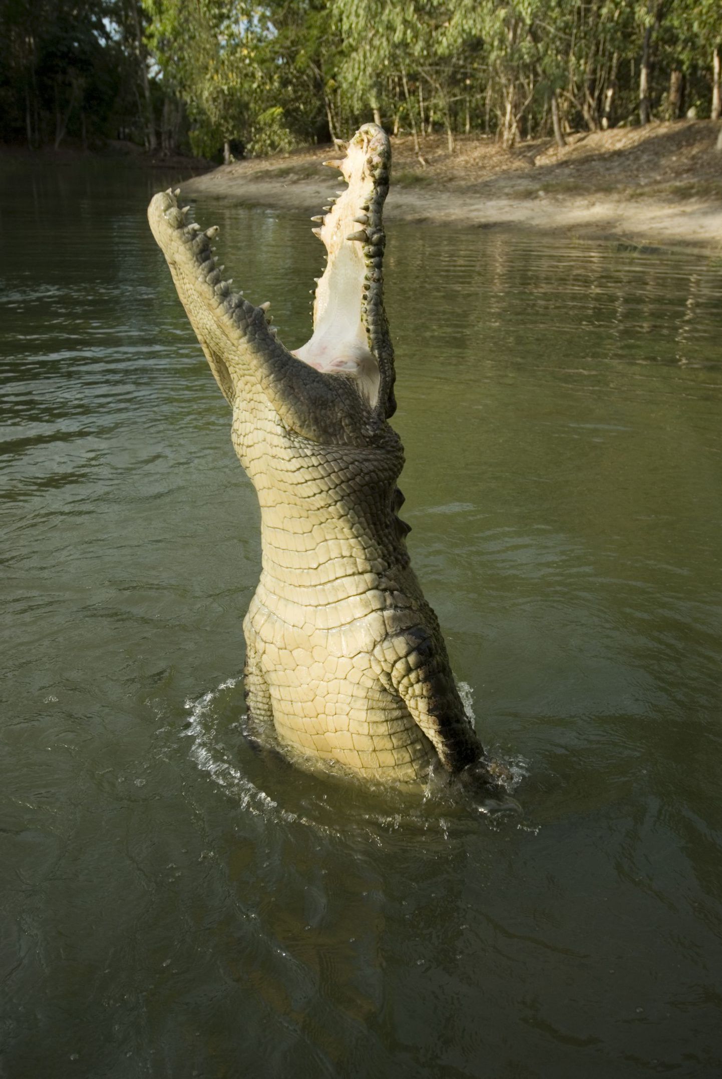 Harikrokodill(Crocodylus porosus)