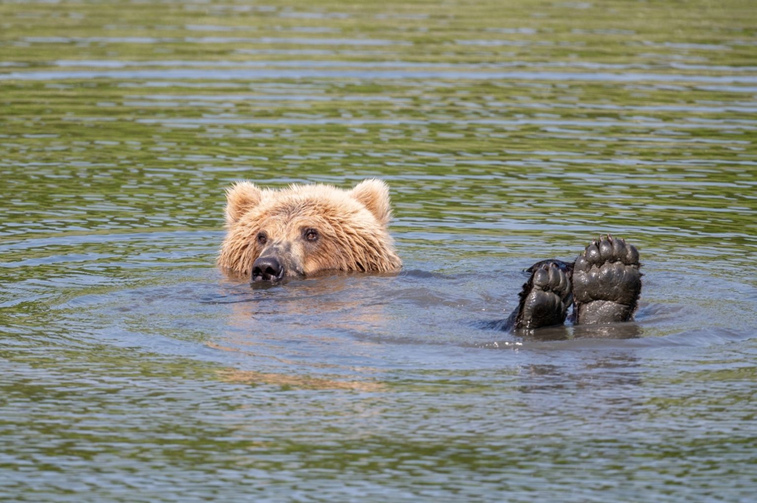 Медведь плавает. Фото иллюстративное