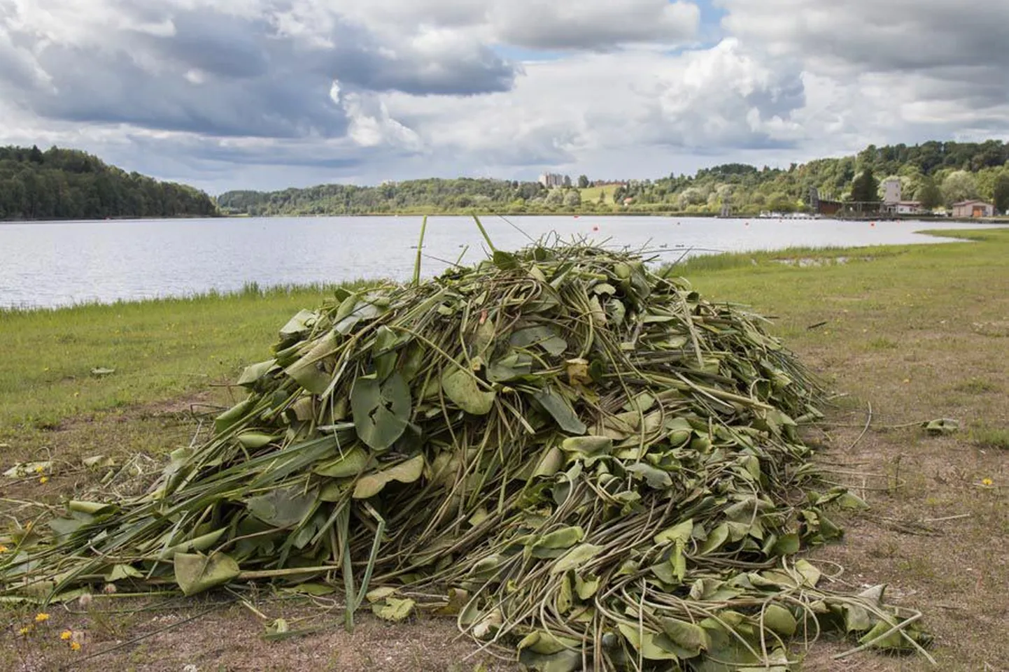 Eilne niitmistulemus ootas äraviimist Viljandi järve rannas.