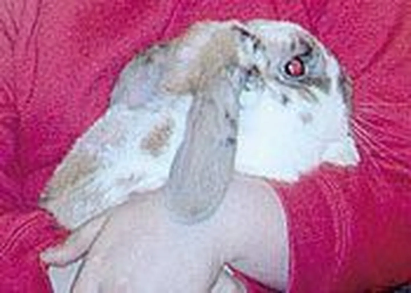 Küülik Gizmo