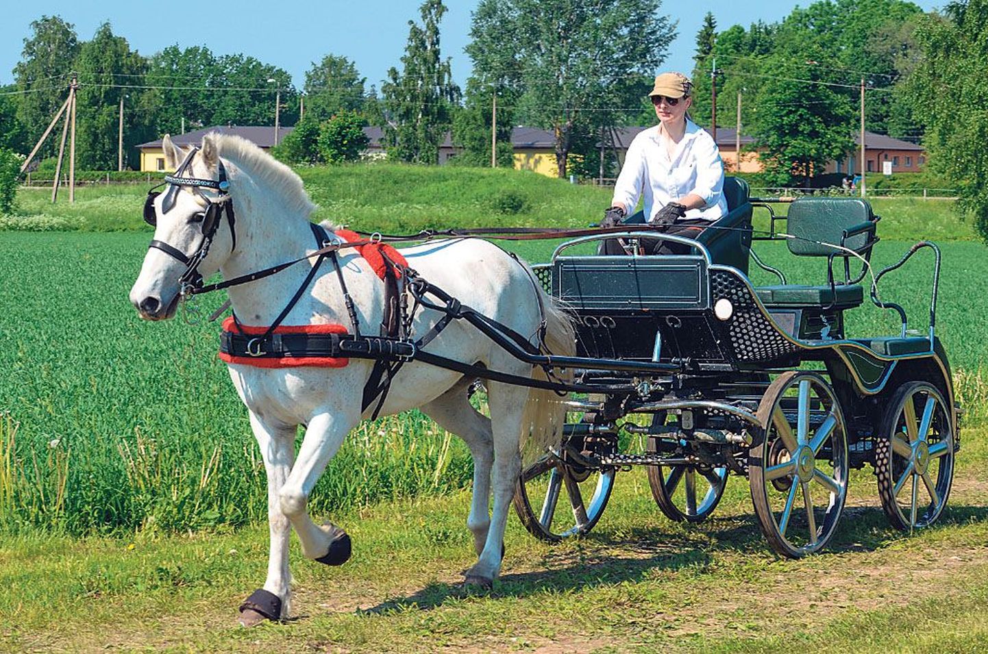Eesti hobuse Allegro juhtis võistlusrajale Anu Pärisoo. Uhke vanker on tehtud Poolas, kus on Ida-Euroopa parimad hoburakendite meistrid, kellega Eesti hobusekasvatajatel ja hoburakendispordiviljelejail on kujunenud head koostöösuhted.