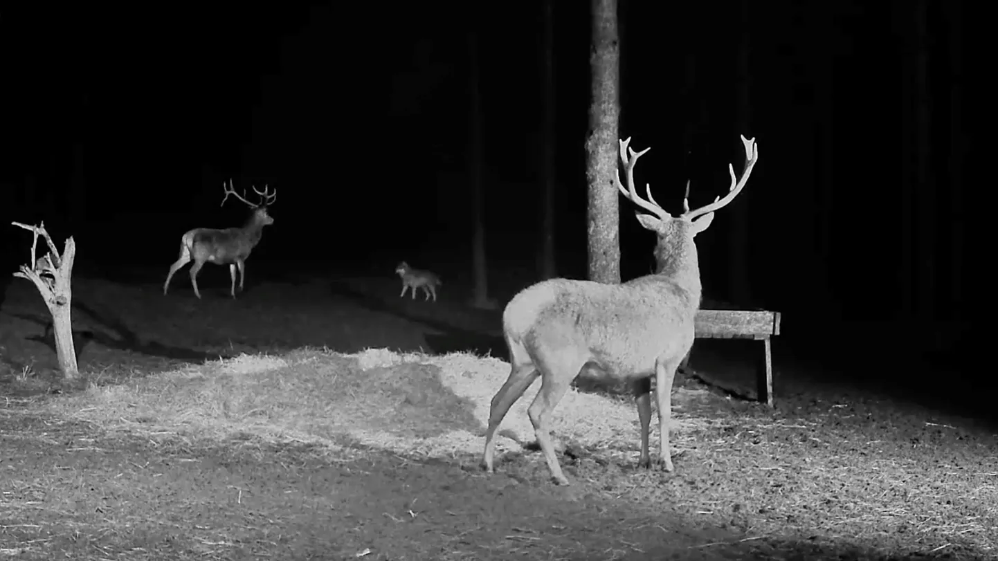 Kuvatõmmis videost.