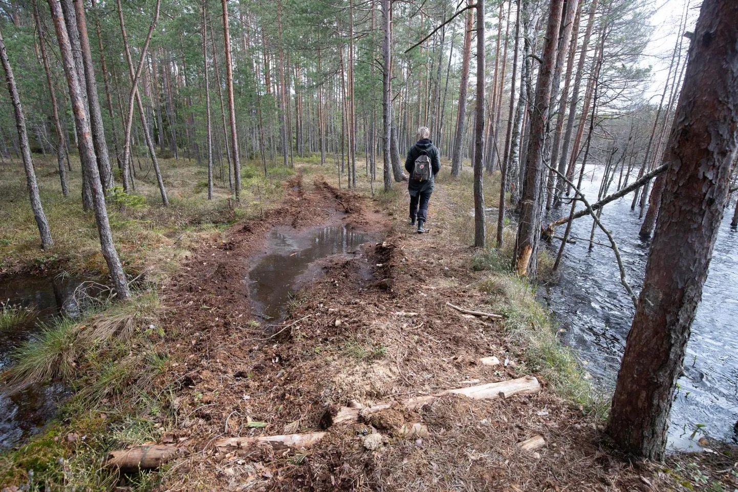 Metsaraja pehmemad kohad olid tugevdatud palkidega, kuid hooletu ATV-sõitja on ka need segamini paisanud.