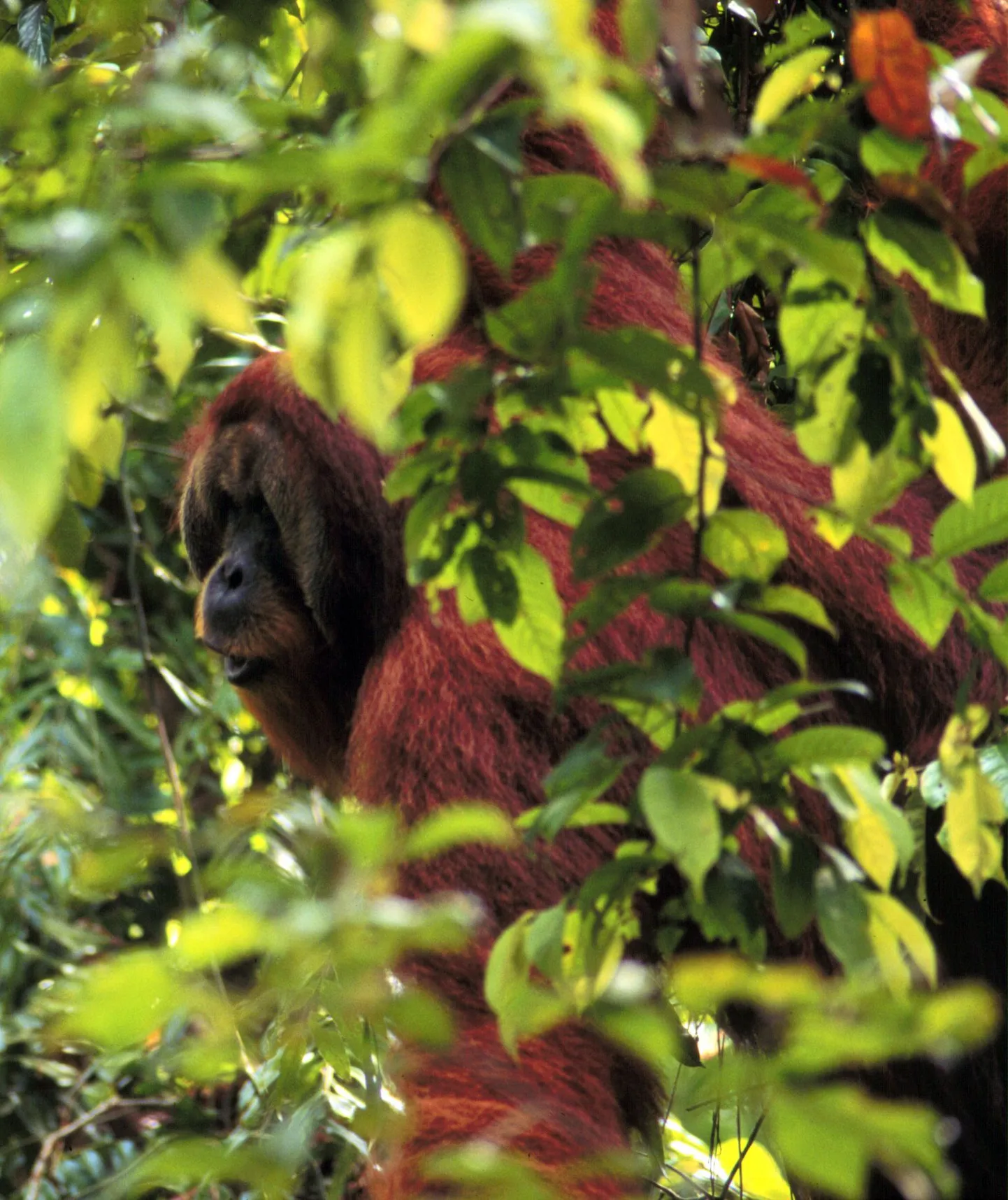Orangutan