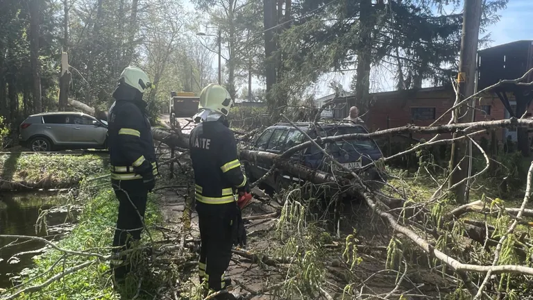 В Валгамаа на две машины упало сломанное дерево. К счастью, никто не пострадал.