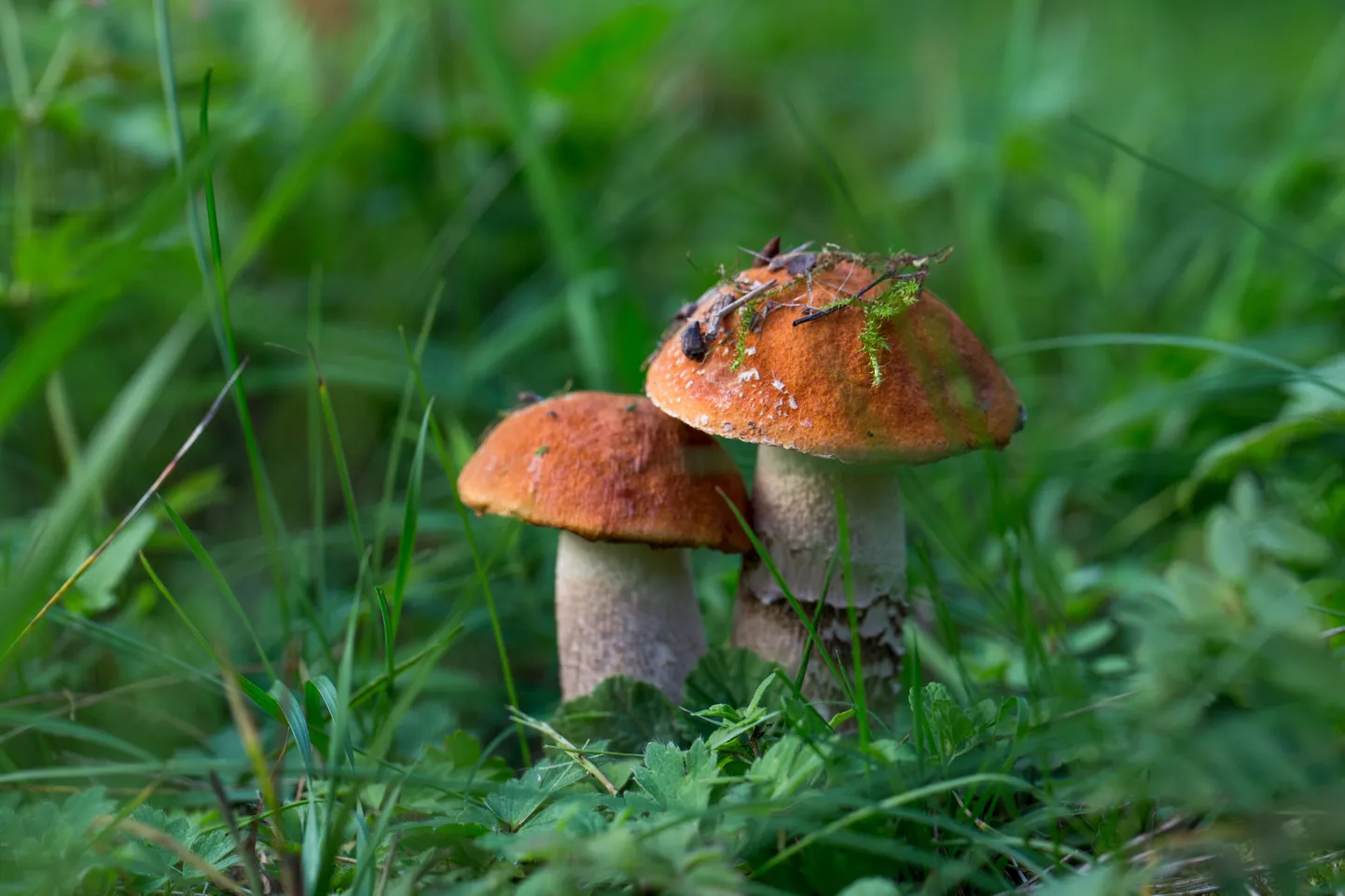 Seenekorjaja võib ise valida, kas kasutab nuga või mitte Peaasi, et pinnast segi ei pööra.
