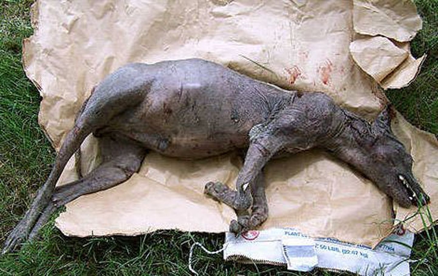 Chupacabraks peetava looma surnukeha. Foto on seotud ühe varasema analoogse juhtumiga.