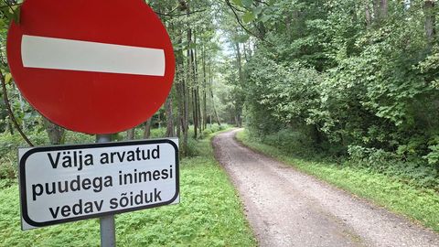 KURIOOSUM ⟩ Puuhalgudega auto võib sissesõidukeelule vilistada
